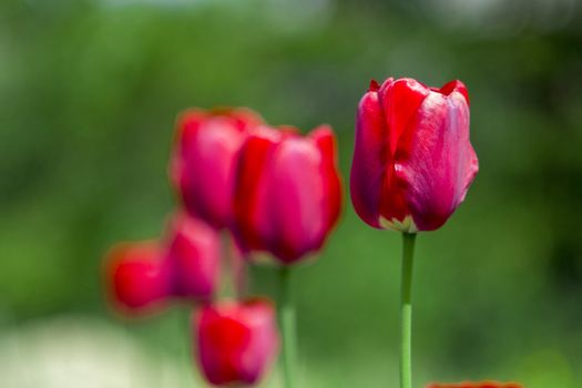 red tulips in the light with green bokeh