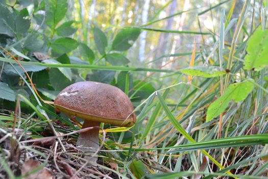 mushroom in the forest porcini