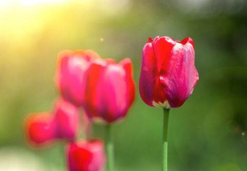 red tulips in the light with green bokeh
