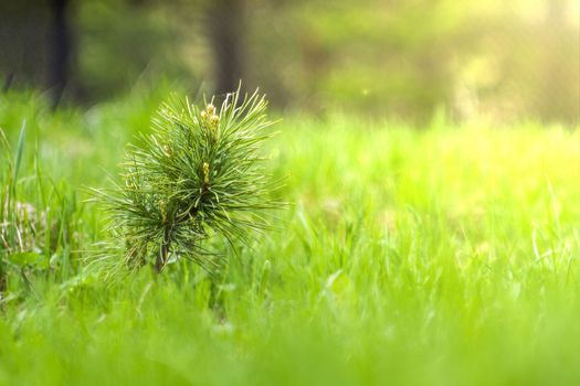 a coniferous tree grows among the grass in the suna coniferous tree grows among the grass in the sun
