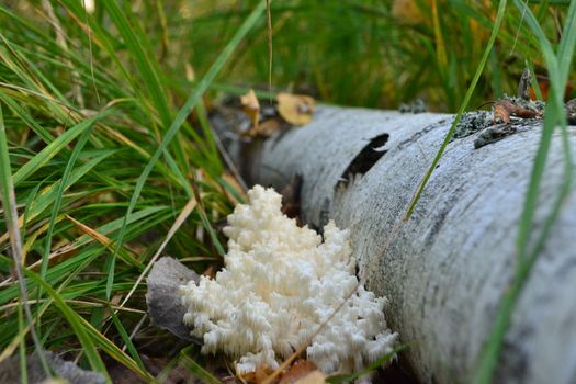 coral forest mushroom near the birch. ice mushroom