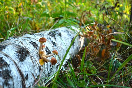 mushrooms in the forest. honey agaric on birch