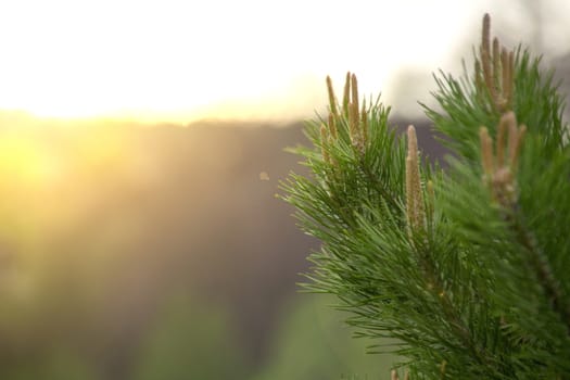 pine branch with buds at sunset