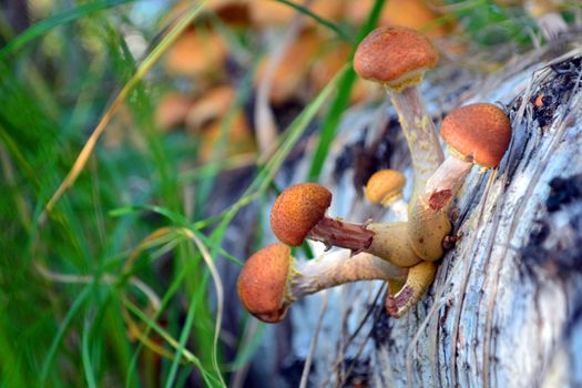 mushrooms in the forest. honey agaric on birch