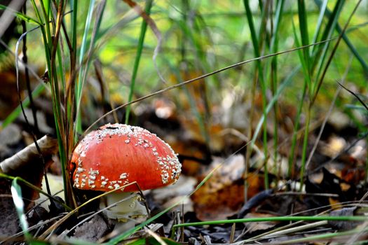 amanita in the woods. red mushroom in the forest