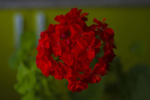 red geranium big plan