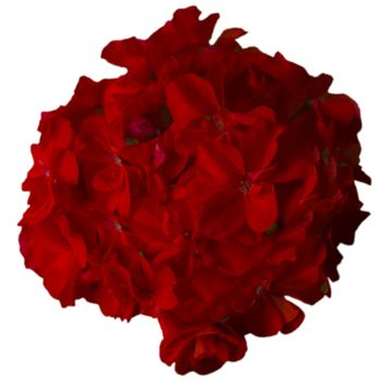 red geranium large plan isolated
