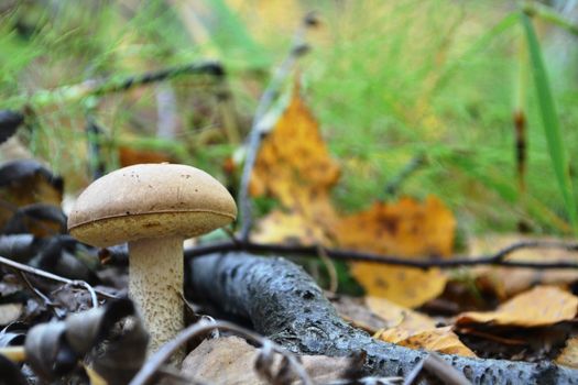 brown cap boletus. Forest mushroom. on a background of grass and dry leaves. autumn