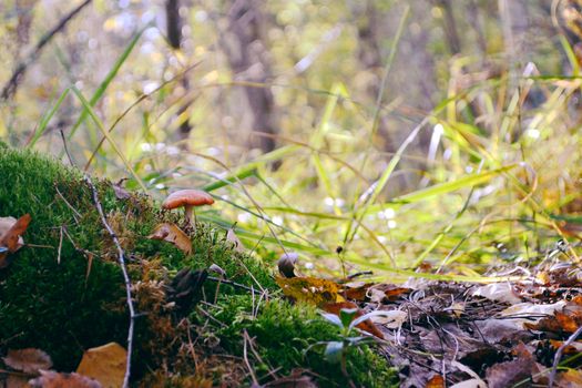 red mushroom in the forest. amanita in the woods.