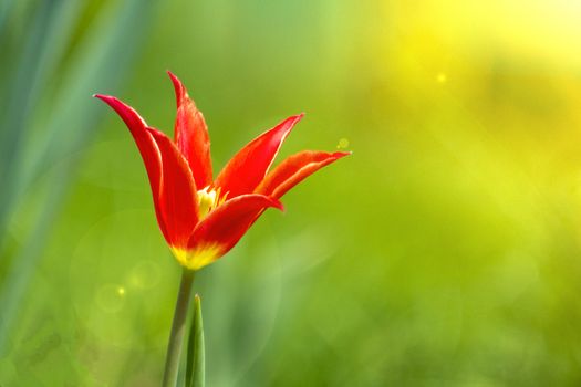 Tulip green background in beam of light big plan copy space