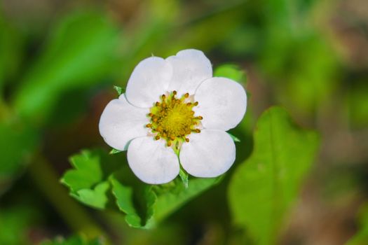 white strawberry flowers top view