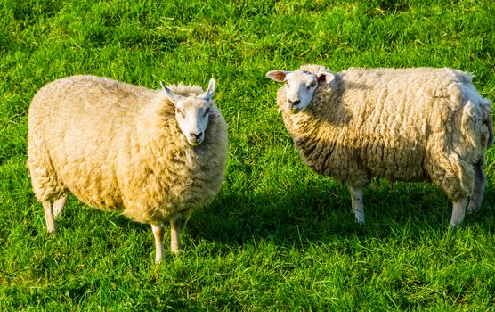 Dutch domestic sheep couple standing together in the grass pasture, popular animal specie in agriculture