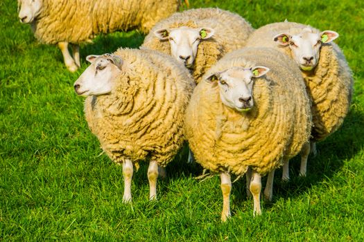 group of dutch domestic sheep with blank ear tags standing together in the pasture, popular agricultural animal specie