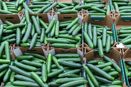Green cucumbers on shelf in supermarket. Organic eating. Agriculture retailer. Farmer's food.