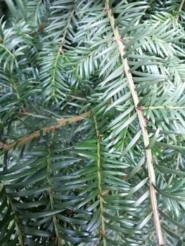 Evergreen christmas branches of pine. Macro.