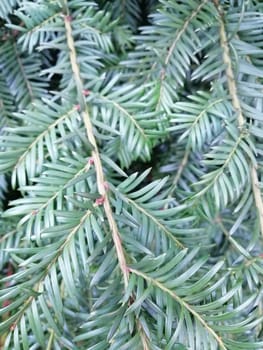 Evergreen christmas branches of pine. Macro.