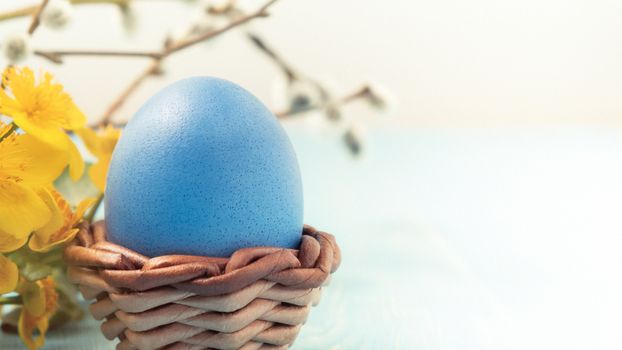 One blue egg in a wicker stand on a blue wooden table with pussy-willow twigs and yellow flowers - blank for design or greeting card, place for text, copy space.