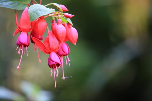 Beautiful red Fuchsia (Fuchsia hybrida) flowers with leaf and branch,red Fuchsia (Fuchsia hybrida) flowers hanging with nature background,Beautiful pink red plant in garden