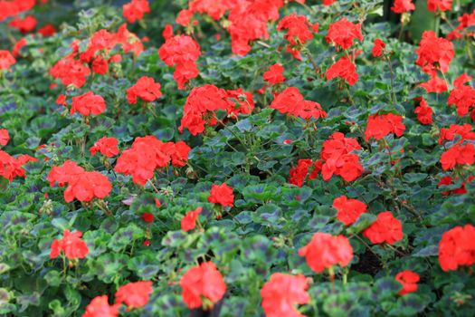 Beautiful group of red Hydrangea or Hortensia flower blossoming in garden, freshness Hydrangea flowers leaf and branch in garden