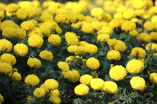 Group of Marigold or Tagetes erecta flower Blooming in garden,pattern of yellow Marigold flower as a Floral background