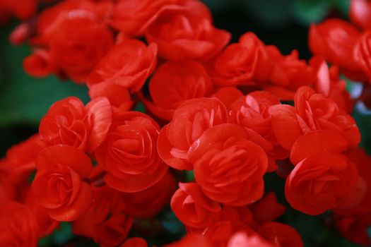 Beautiful group of red Hydrangea or Hortensia flower blossoming, freshness Hydrangea flowers as a floral background,texture of red hydrangea