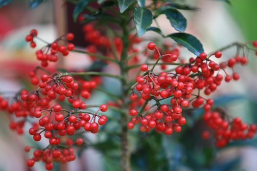 Red berries (Buffaloberries) plant with leaf and branch in garden,Red berry plants and fruits,Holly green foliage with nature red berries