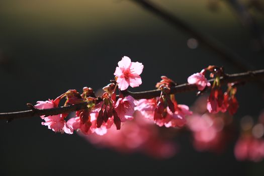 Cherry Blossom or Sakura flower on nature background in garden,Beautiful Cherry Blossom flower with branch and sunlight in dark background and bokeh concept darktone sakura