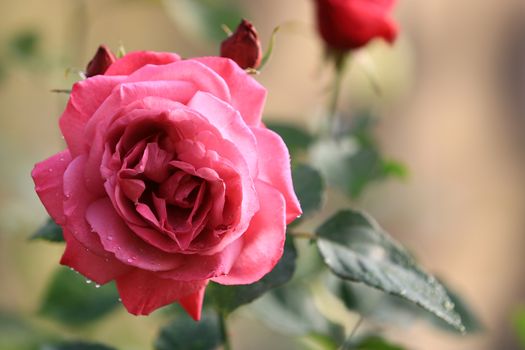 Pink rose flower on background blurry leaf in the garden of roses,Delicate beauty of close-up rose with soft sunlight