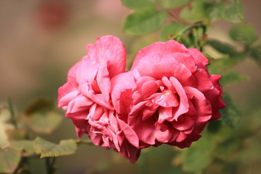 Pink rose flower on background blurry leaf in the garden of roses,Delicate beauty of close-up rose