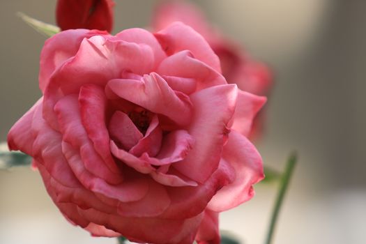 Pink rose flower on background blurry leaf in the garden of roses,Delicate beauty of close-up rose