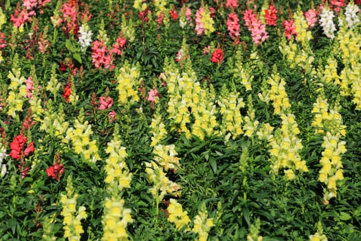 Colorful of Flower blooming in Garden ,yellow pink red white flower with leaf in garden