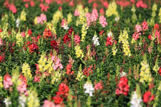 Colorful of Flower blooming in Garden ,yellow pink red white flower with leaf in garden