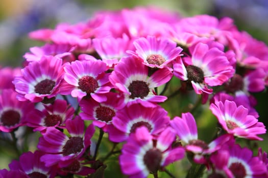 Blurry Pink daisy flower on background blurry flower in the garden ,Group of Pink daisy flower with soft sunlight