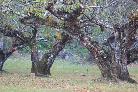 landscape with old Plum tree in winter,yellow moss on old plum tree with branch and leaf