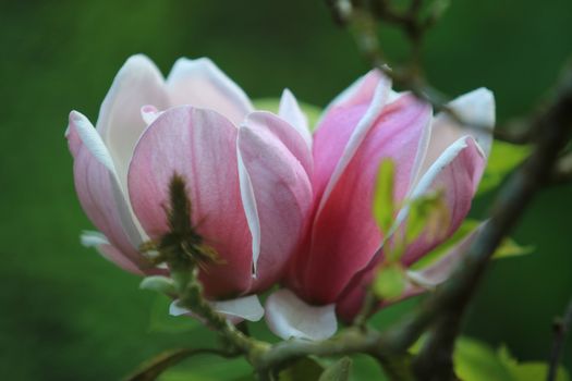 Pink white Magnolia flower on nature background in garden,Close up Magnolia flower with branch and leaf on blurry background