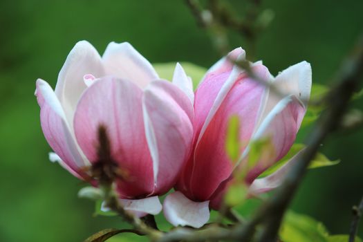 Pink white Magnolia flower on nature background in garden,Close up Magnolia flower with branch and leaf on blurry background