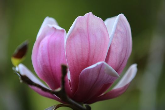 Pink white Magnolia flower on nature background in garden,Close up Magnolia flower with branch and leaf on blurry background