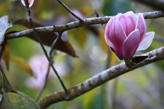 Pink white Magnolia flower on nature background in garden,Close up Magnolia flower with branch and leaf on blurry background