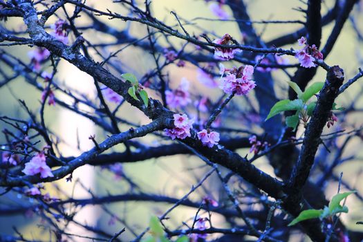 Cherry Blossom or Sakura flower on nature background in garden,Beautiful Cherry Blossom flower with branch and leaf,freshness flower concept love valentine