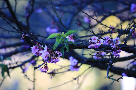 Cherry Blossom or Sakura flower on nature background in garden,Beautiful Cherry Blossom flower with branch and leaf,freshness flower concept love valentine