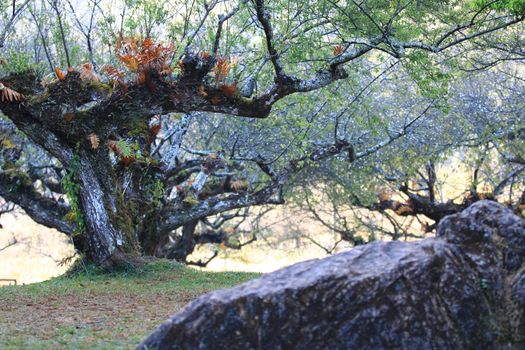 landscape with old Plum tree in winter,A stone in front of Plum tree