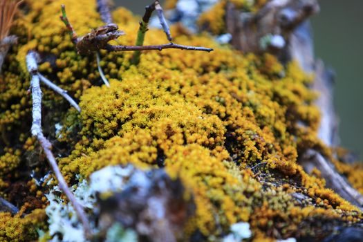 Close up yellow moss on old plum tree and branch