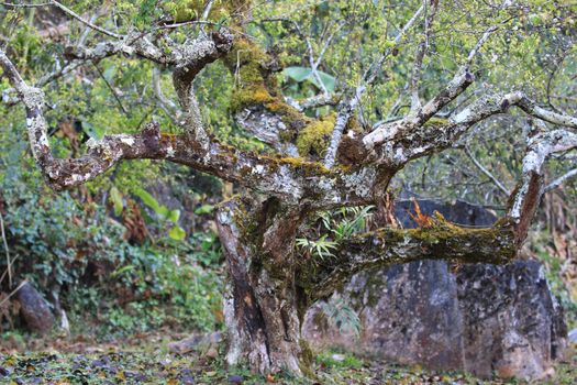 landscape with old Plum tree in winter,yellow moss on old plum tree with branch and leaf