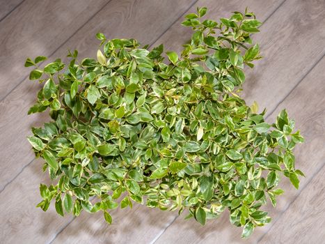 The crown of the mudm myrtle is pestrole, the view from above, against the floor in the line.