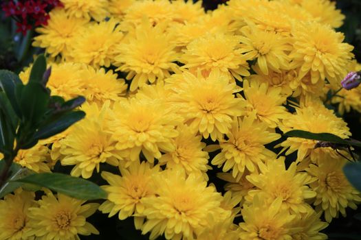 Group of chrysanthemum flower Blooming in garden,pattern of yellow chrysanthemum flower as a Floral background