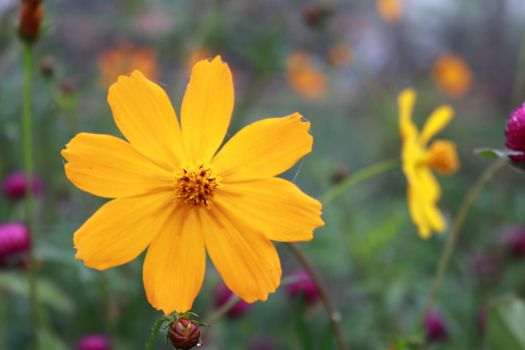 Beautiful blurry orange cosmos flower on nature background in garden,cosmos flower on blurry flower background