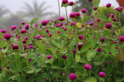 Group of Marigold or Tagetes erecta flower Blooming in garden,pattern of purple Marigold flower as a Floral background