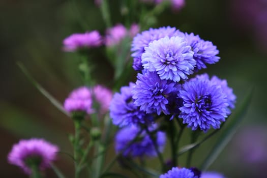 Beautiful blurry blue Chrysanthemum flower on nature background in garden,Chrysanthemum flower on blurry flower background