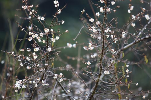 Cherry Blossom or Sakura flower on nature background in garden,Beautiful Cherry Blossom flower with branch and