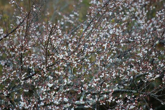 Cherry Blossom or Sakura flower on nature background in garden,Beautiful Cherry Blossom flower with branch and